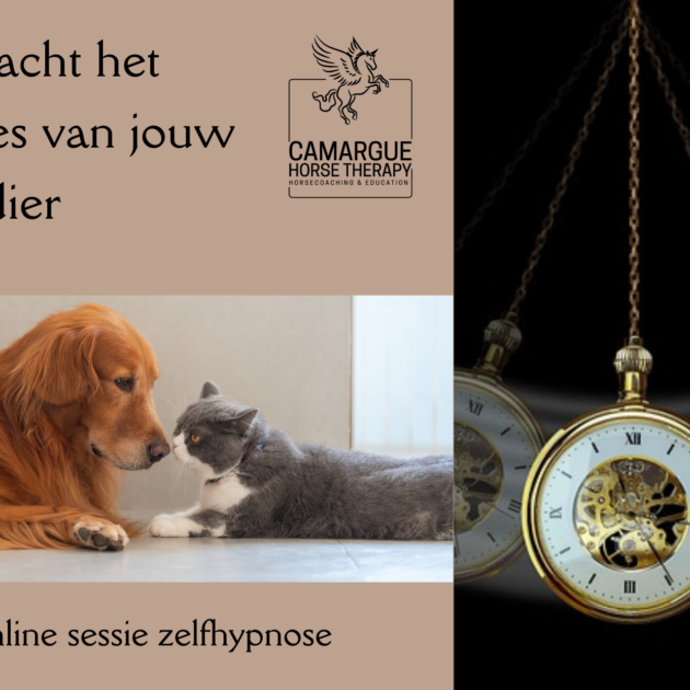 Verzacht het verlies van je huisdier-online zelfhypnose sessie